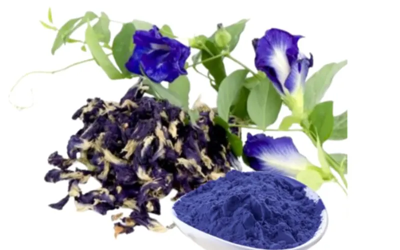 Blue Pea Dried Flower